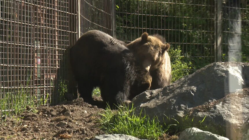 bear-bros-1_1-1