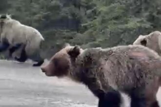 bears-run-by-vehicle-1