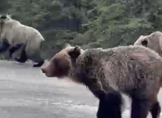 bears-run-by-vehicle-1