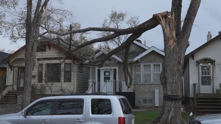 downed-trees-sask-resized-14