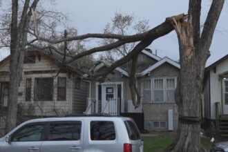 downed-trees-sask-resized-7