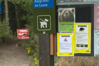 heart-creek-bear_1-34