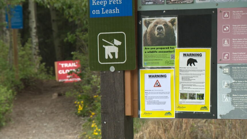 heart-creek-bear_1-42