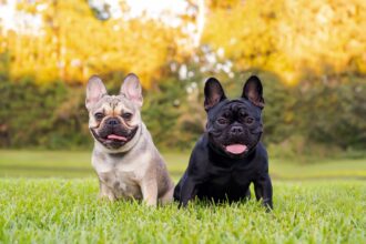 iStock-1349888325-2