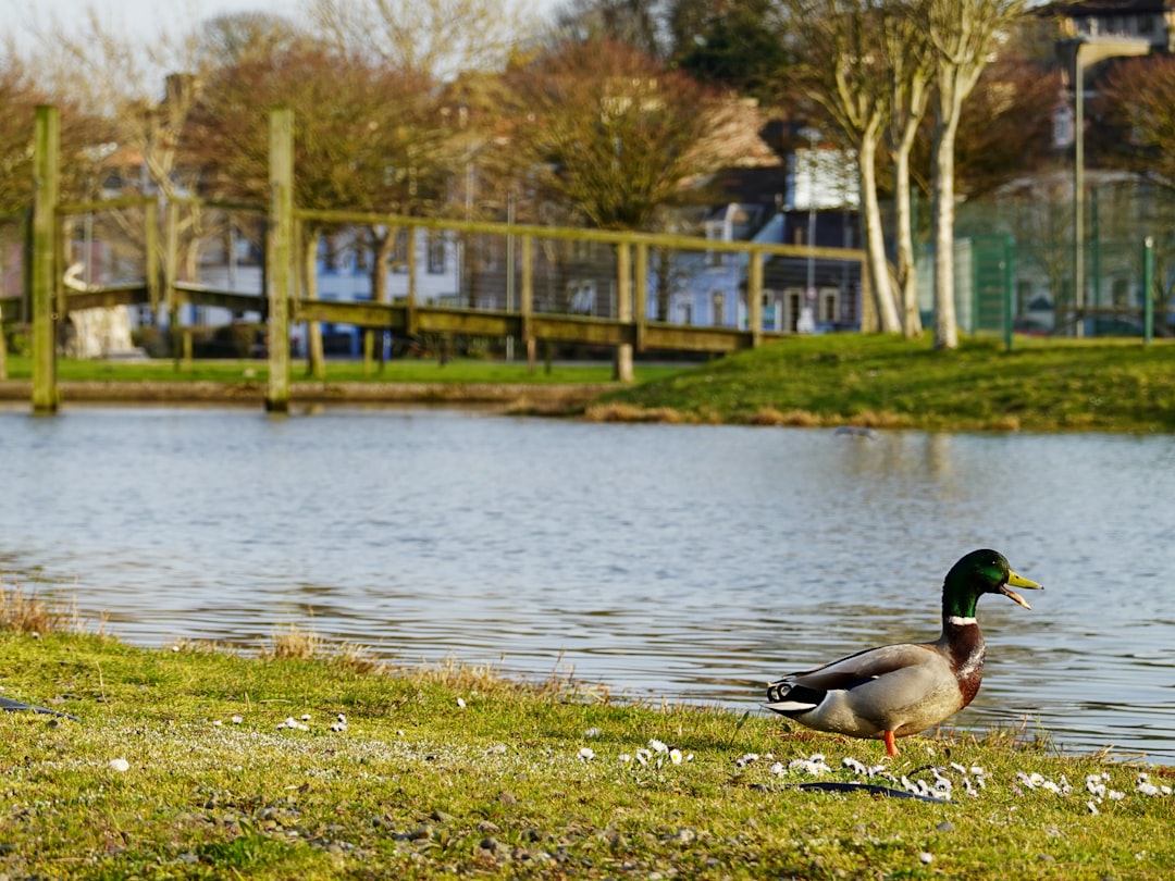 Impact on Local Wildlife and Ecosystems