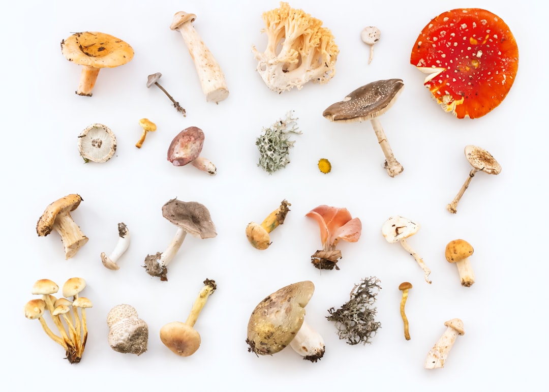 The Ecological Importance of Fungi