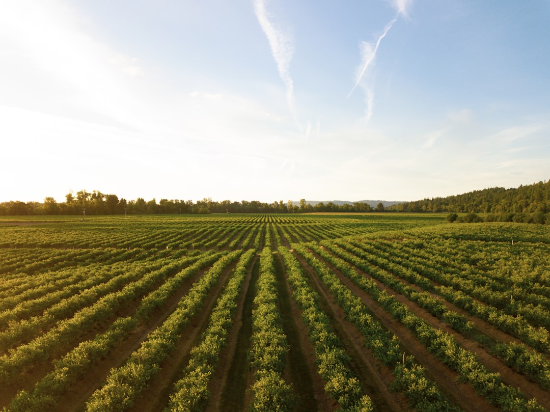 Trade Dynamics and Agricultural Prospects
