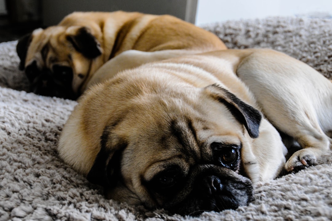 The Pugs: A Loving Constant