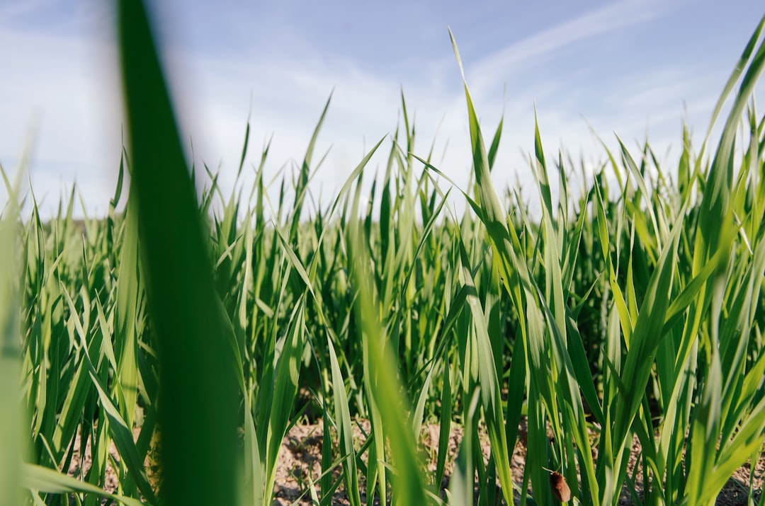 The Impact of Rising Yields