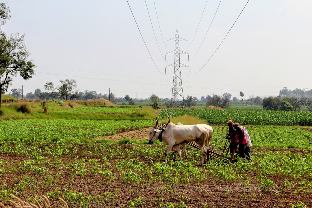 Agriculture and the Census