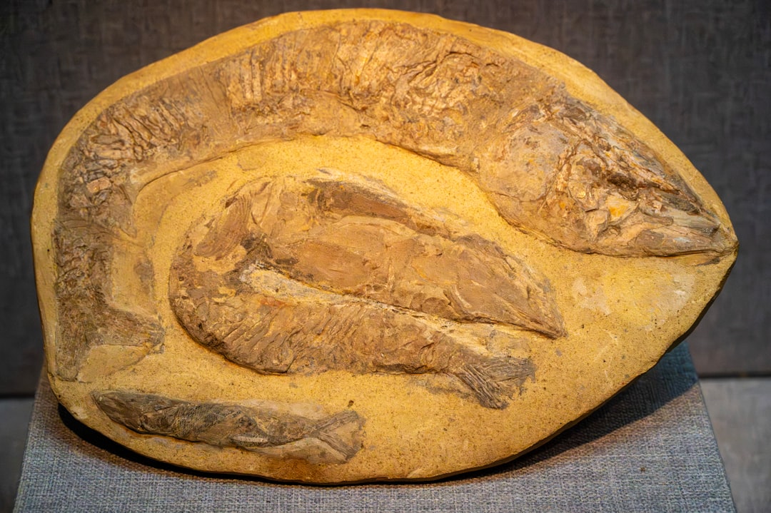 Discovery of Remains