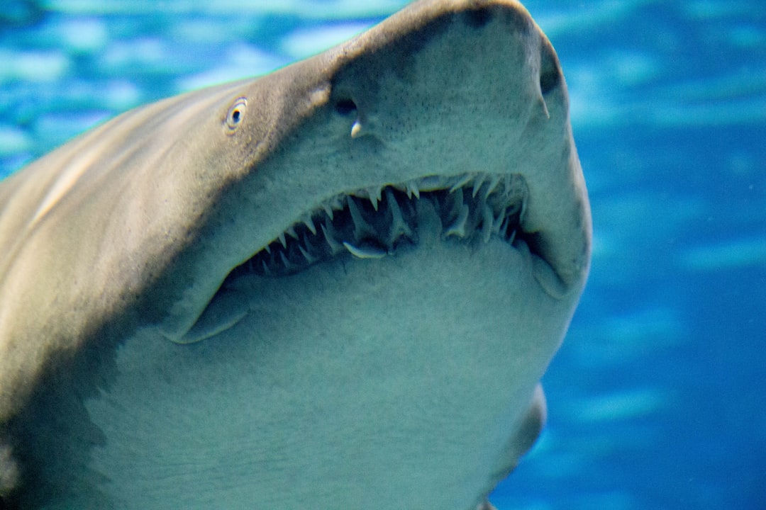A Year Marked by Shark Attacks