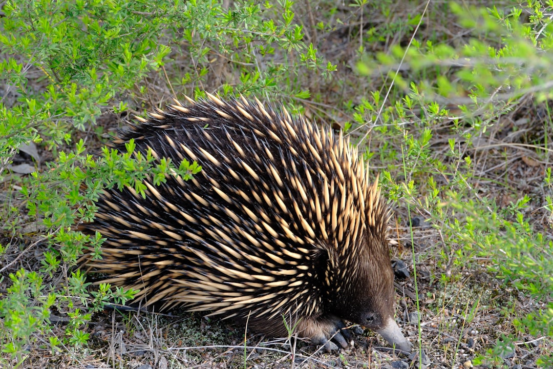 Threatened Species at Risk
