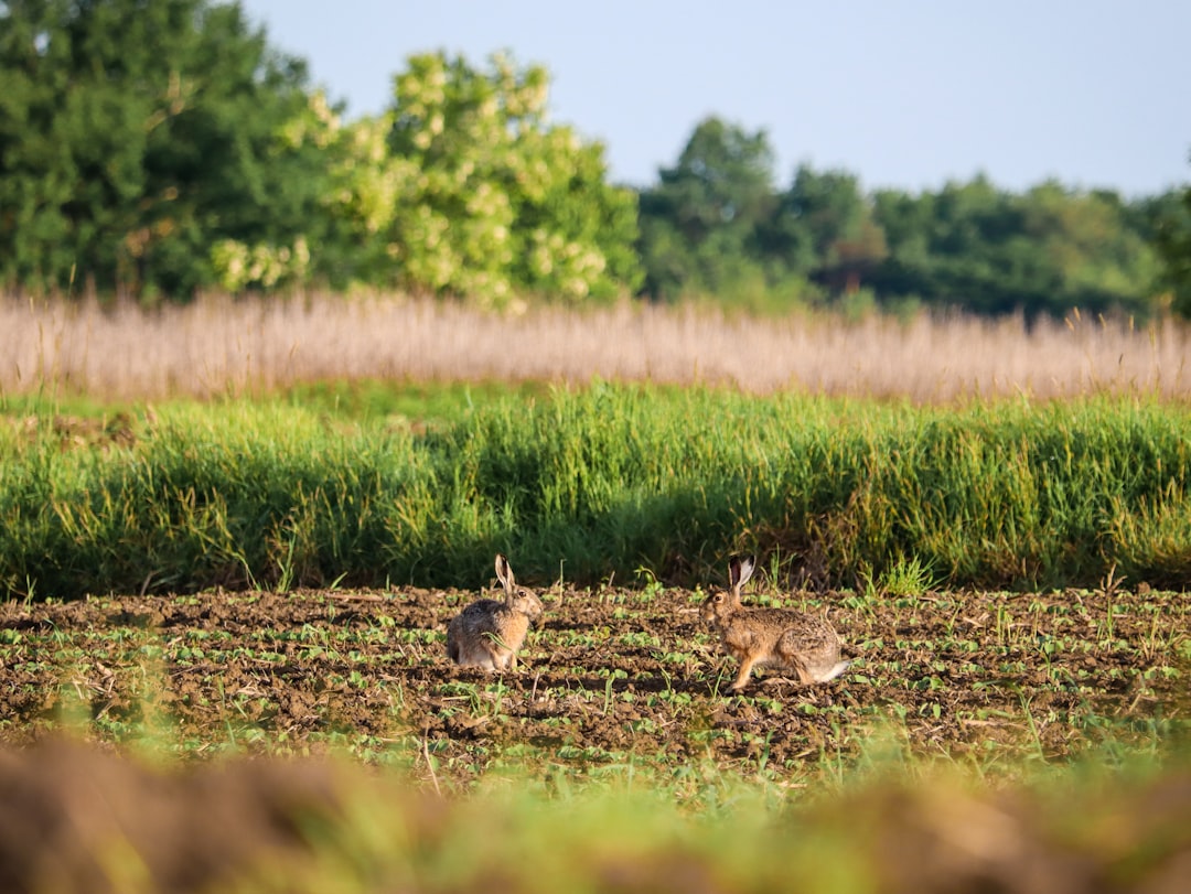 Federal Protection and Wildlife Regulations 