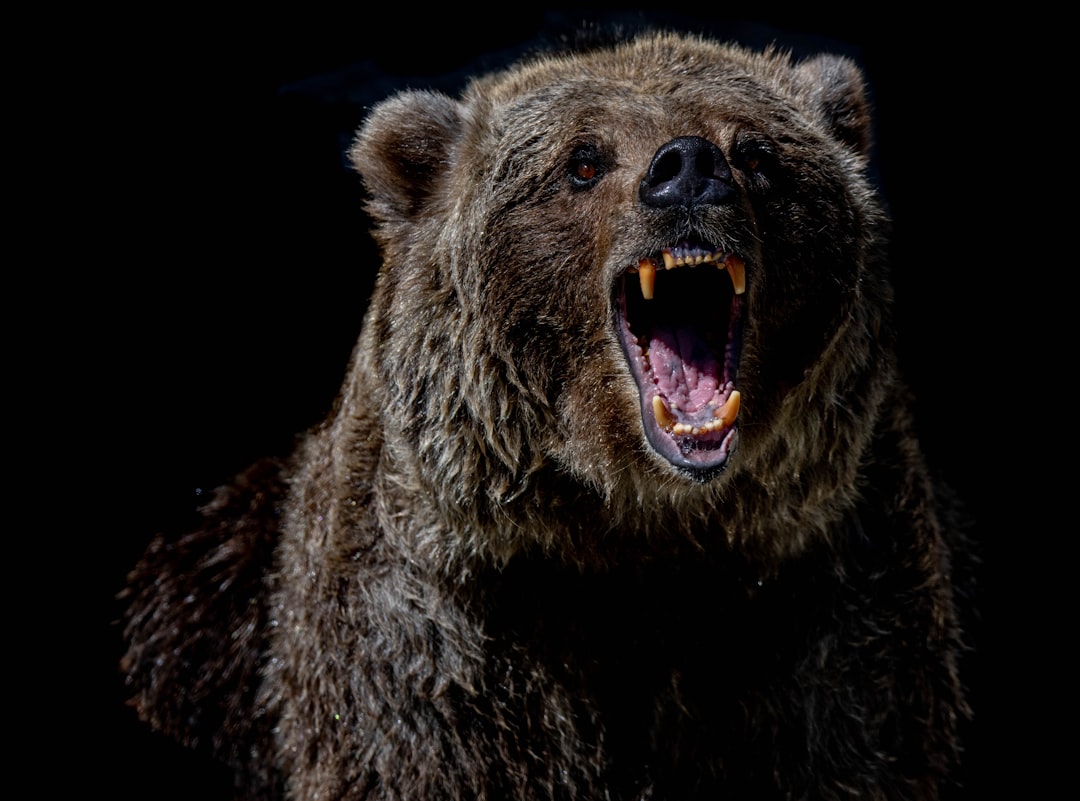 Bear Behaviour and Human Encounters