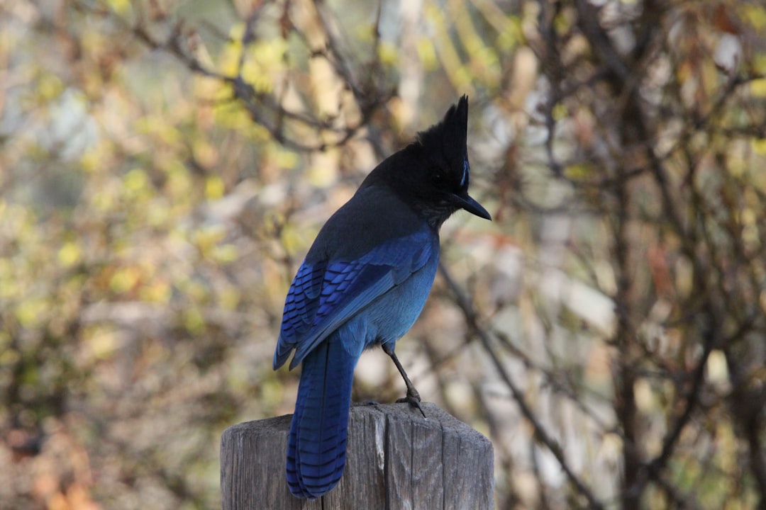 Blue Jays Rally in Seventh