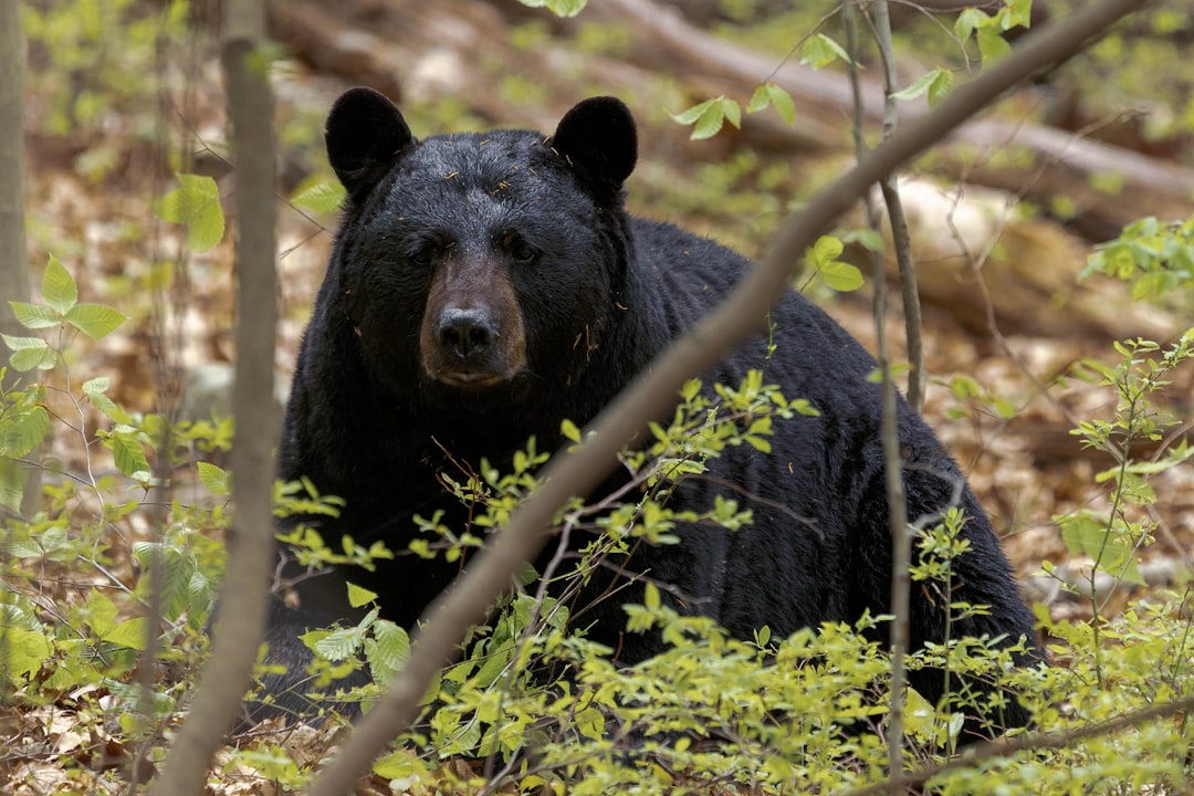 Trail Closures and Bear Safety