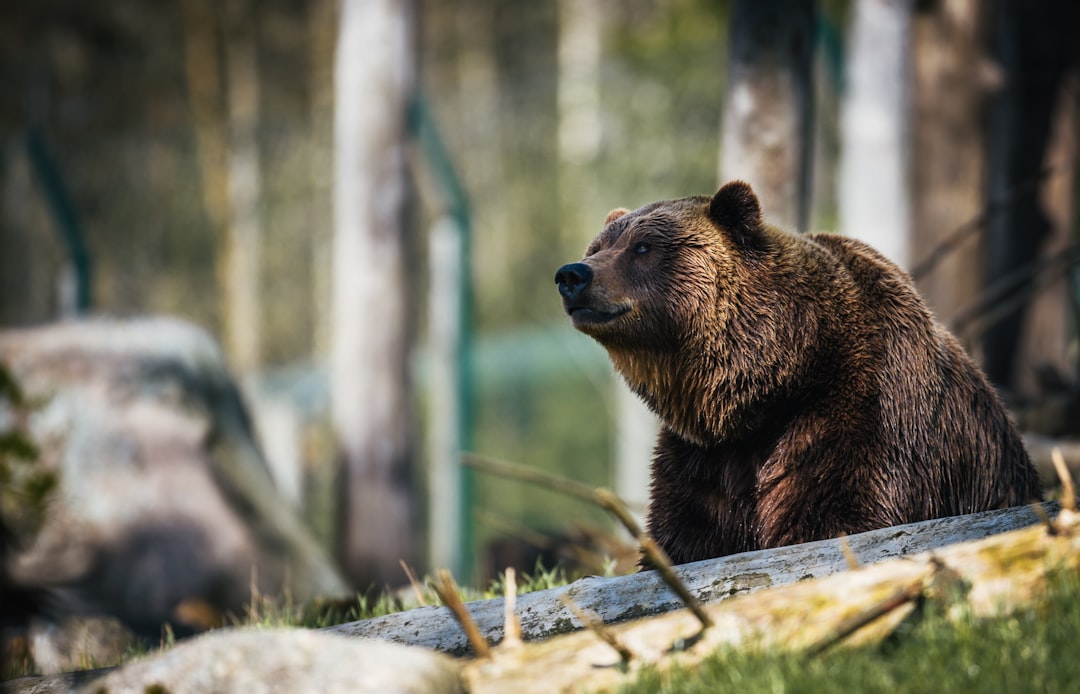 Understanding Bear Behaviour