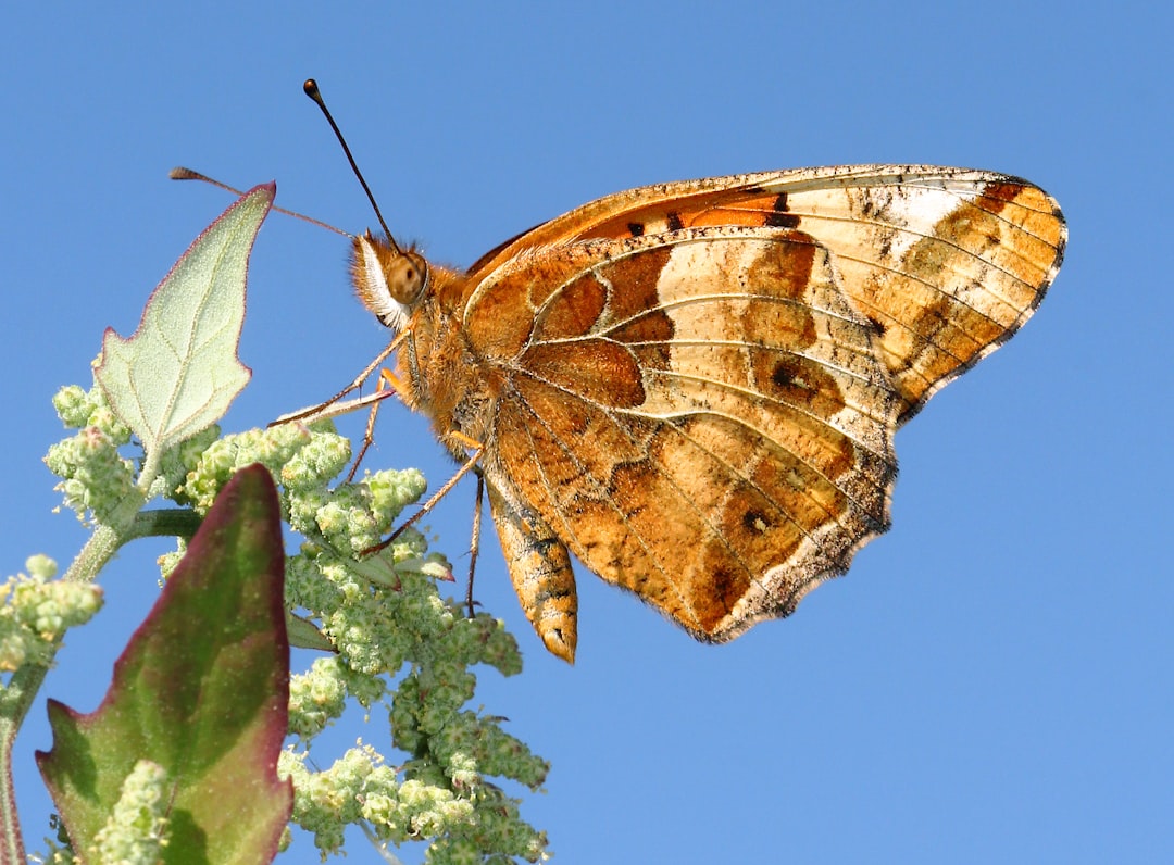 The Broader Context of Species Reintroduction