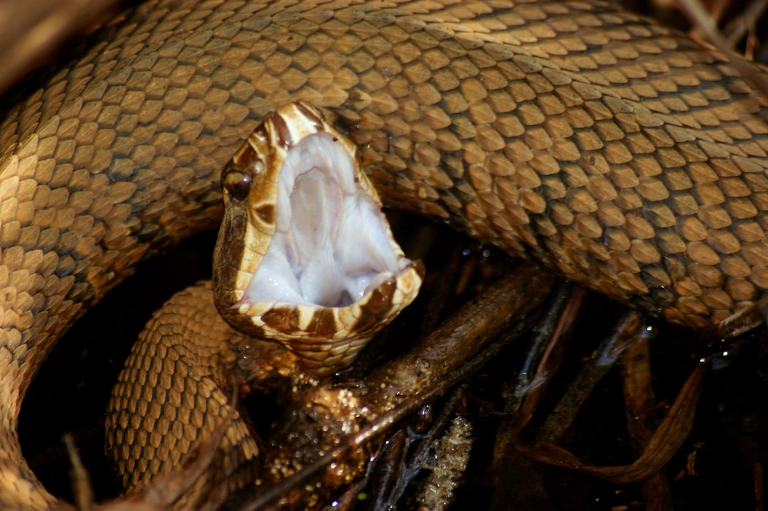Snakebite Statistics and Public Health Implications