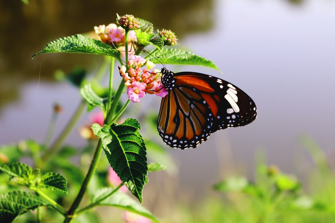 Preserving Biodiversity
