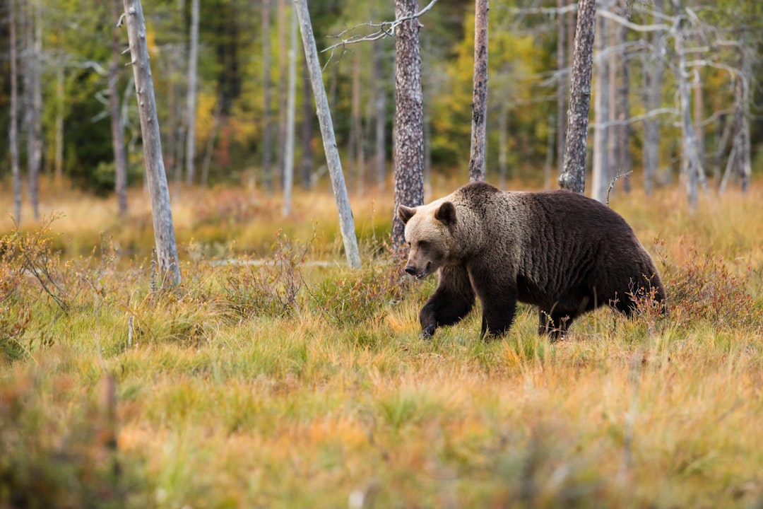 Understanding Bear Behaviour This Season