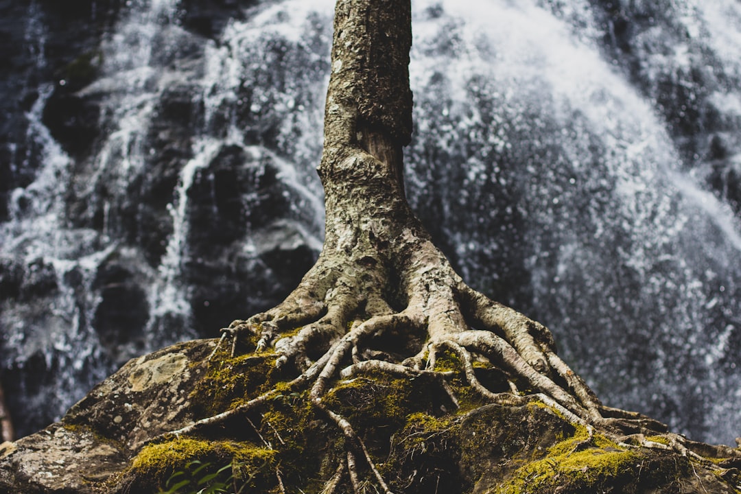 The Roots of Decline: Industrial Farming's Impact