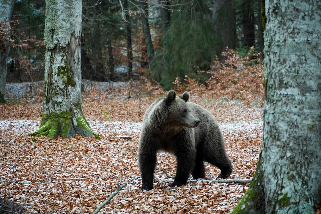 Navigating Bear Country Safely
