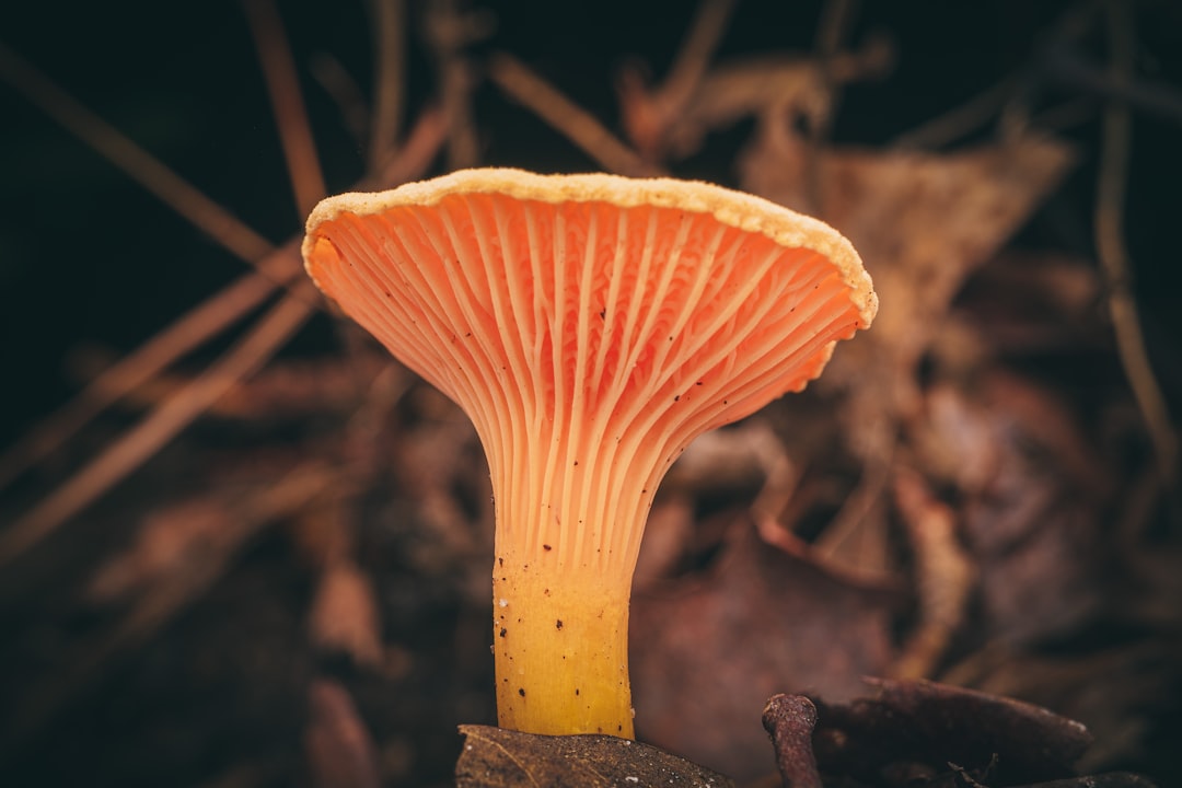 Unravelling the Mystery of the Fungus