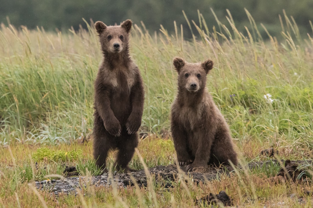 Seasonal Bear Behaviour