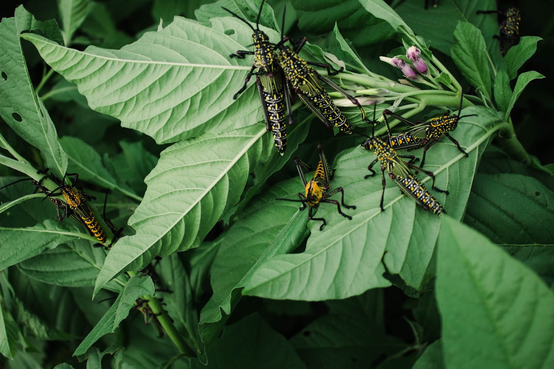 The Dangers of Invasive Species