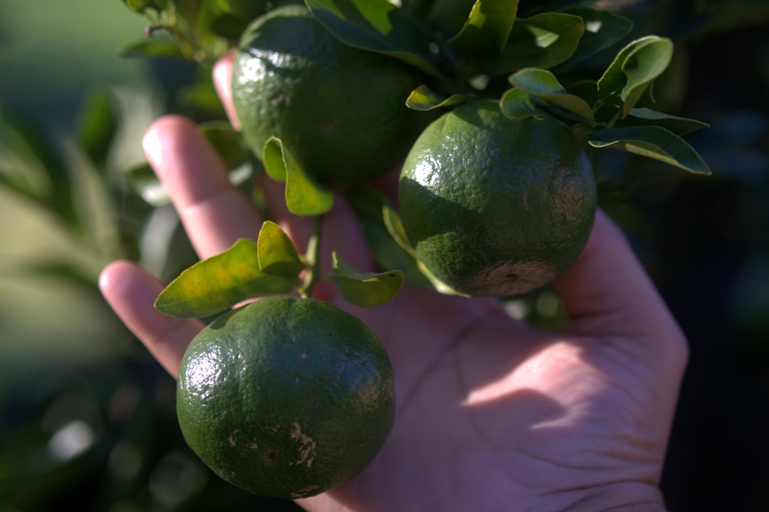 The Future of Florida's Citrus Industry