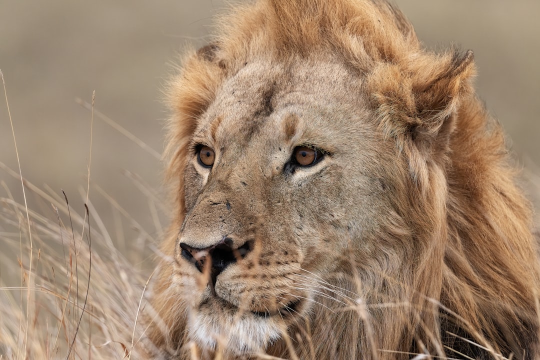 The Context of African Lion