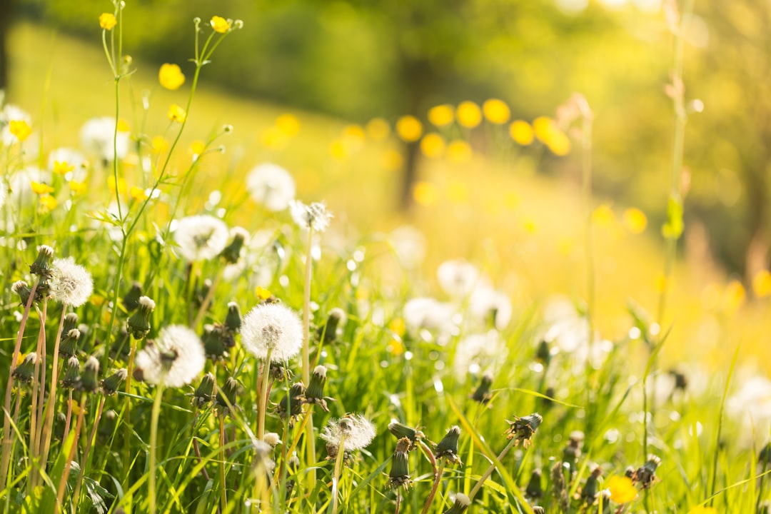 Spring Allergies in Full Force