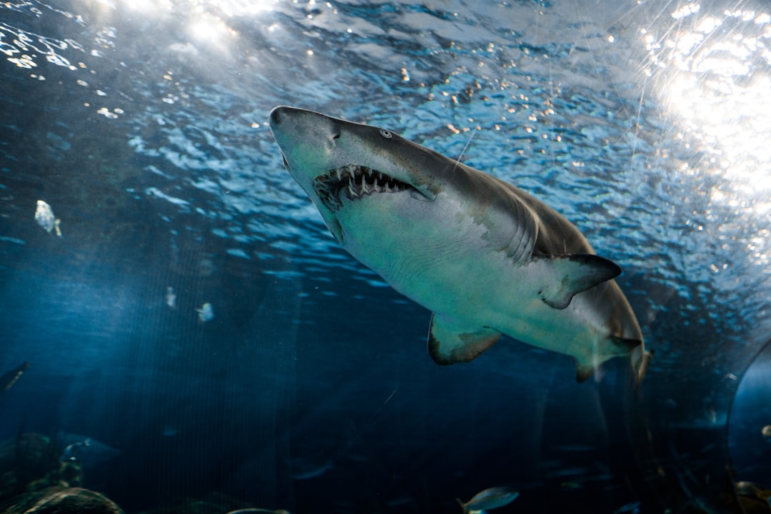 Increasing Concern Over Shark Attacks