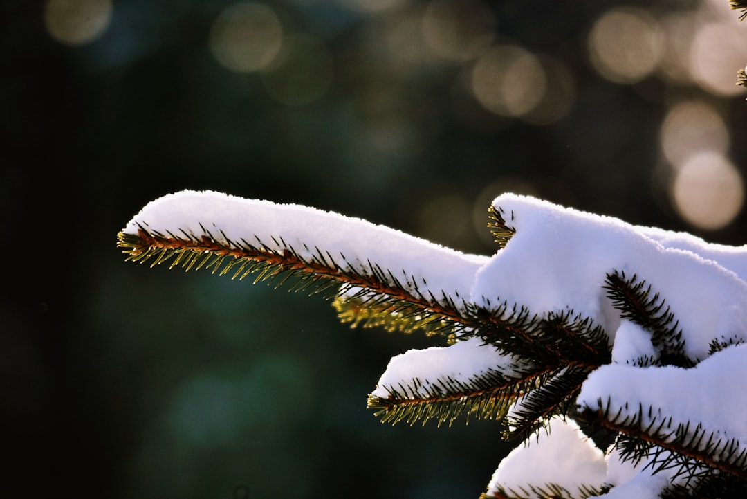 Focus on Winter Support