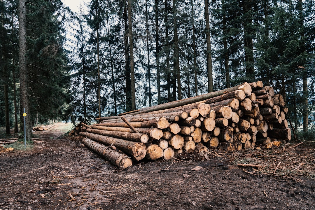 Government's Commitment to Forestry
