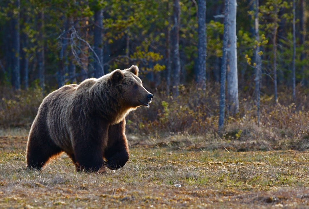 Seasonal Bear Movement Patterns