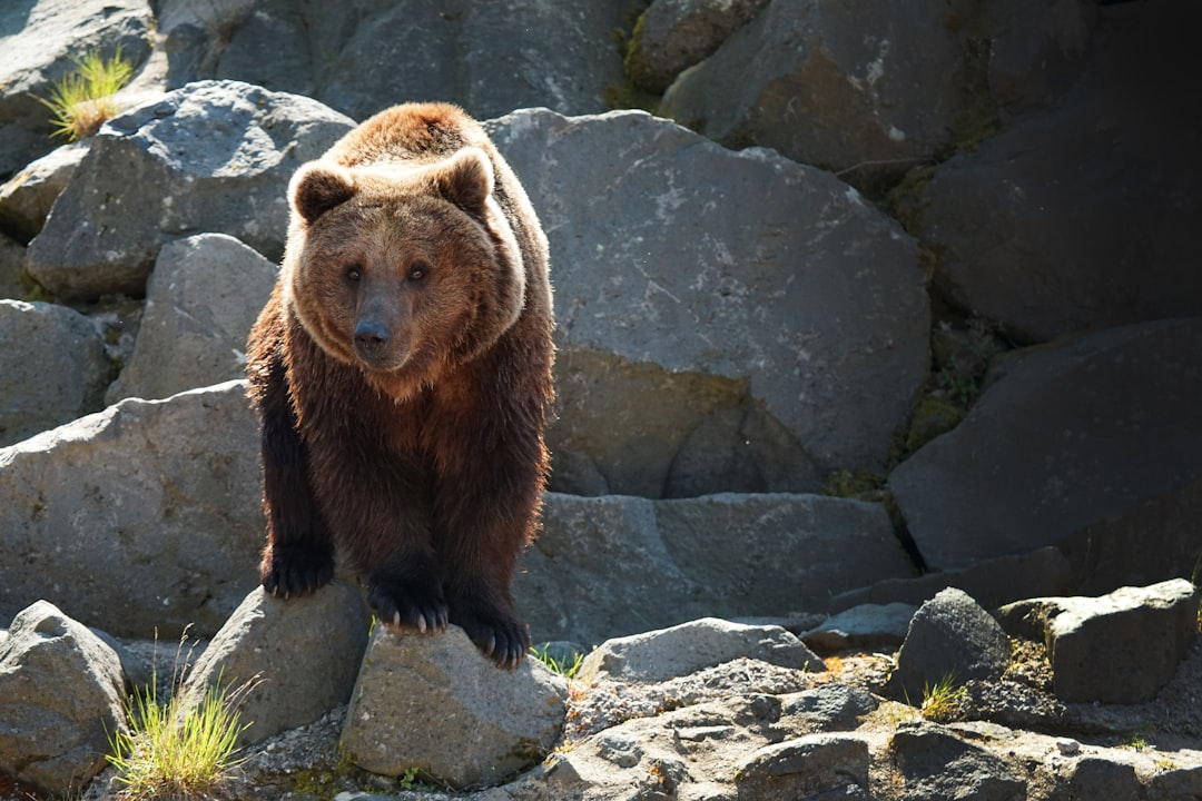 Bear Movements in the Coming Months
