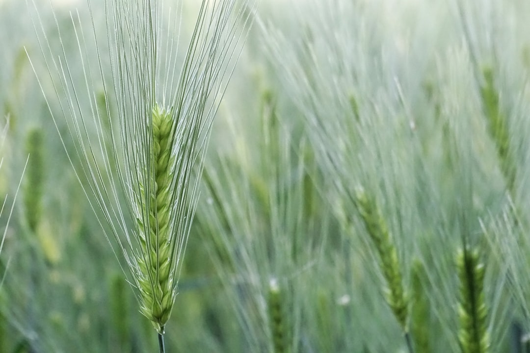 Consequences of Increased Yields