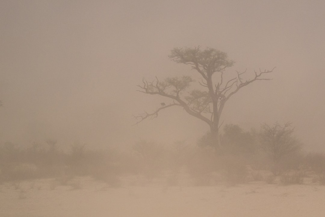 Dust Storms Add to the Chaos
