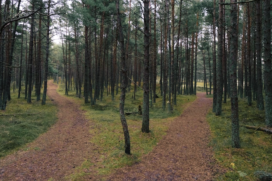 Divergent Paths to Peace