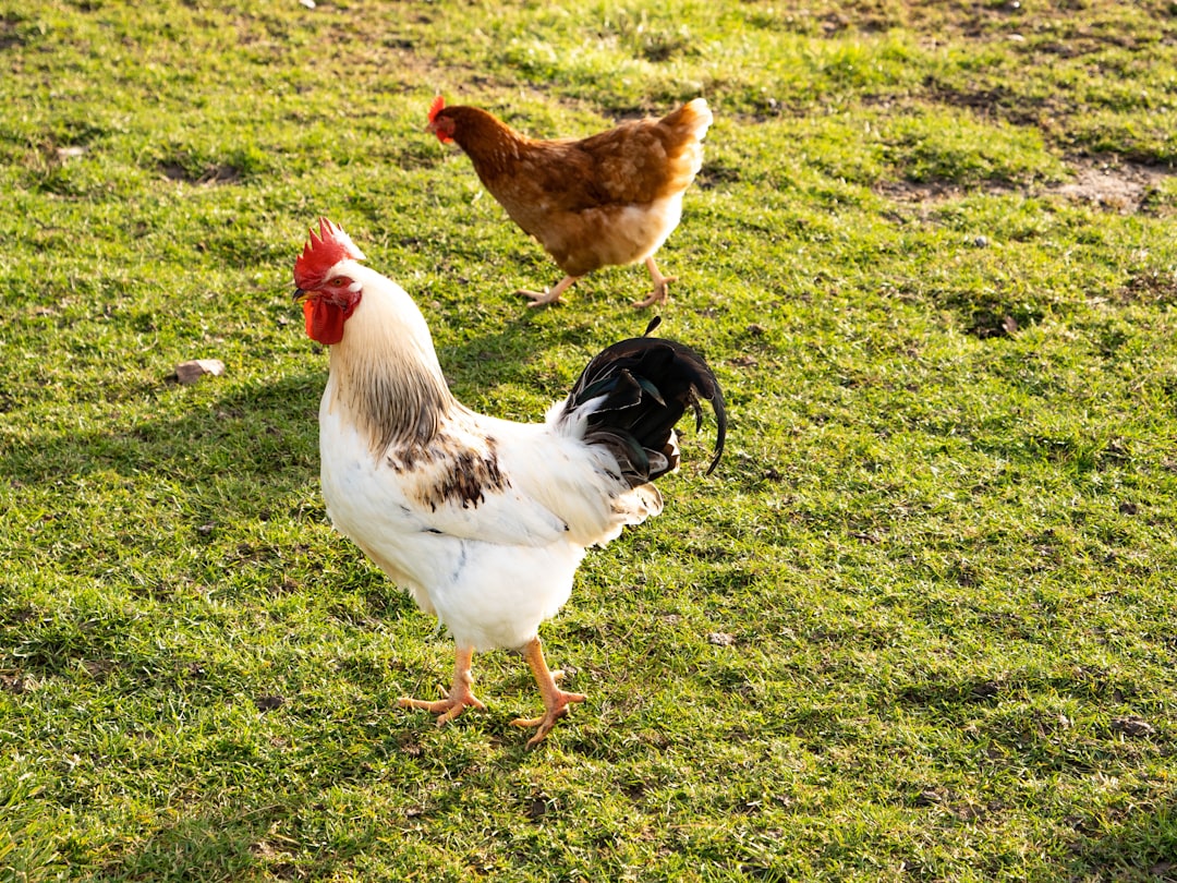 Conclusion: A Game of Chicken