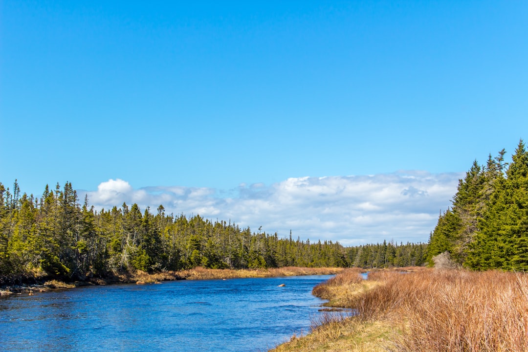 The Ecology of Moose in Newfoundland