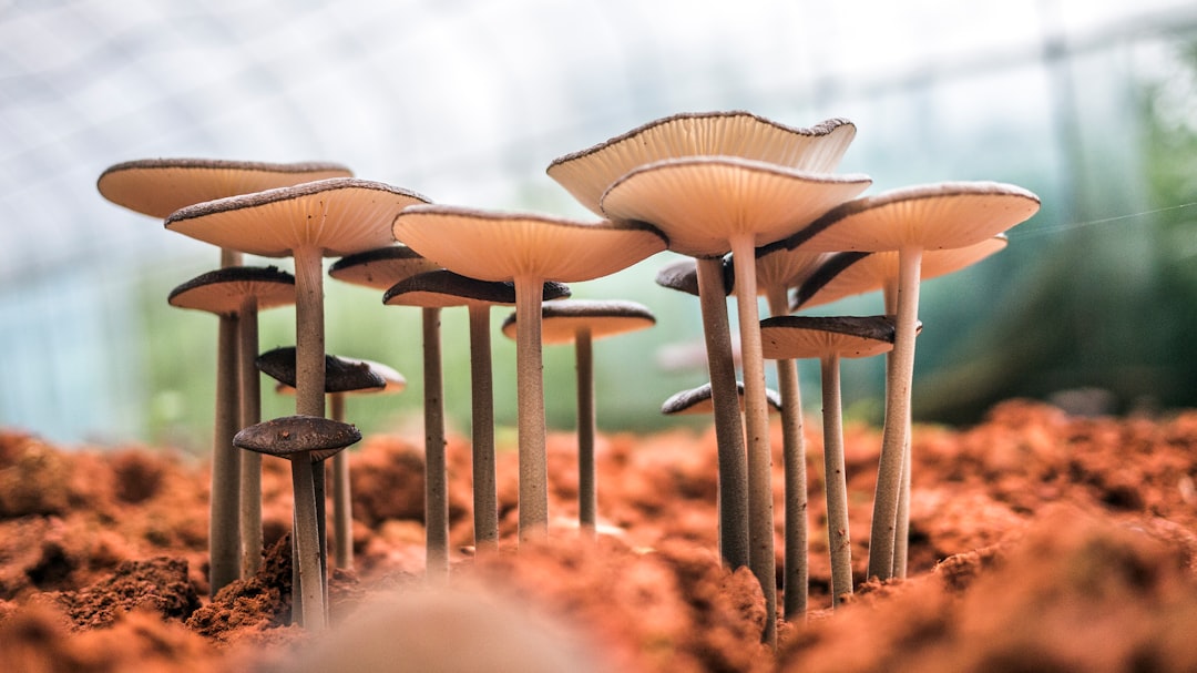 Fungi’s Ecological Importance
