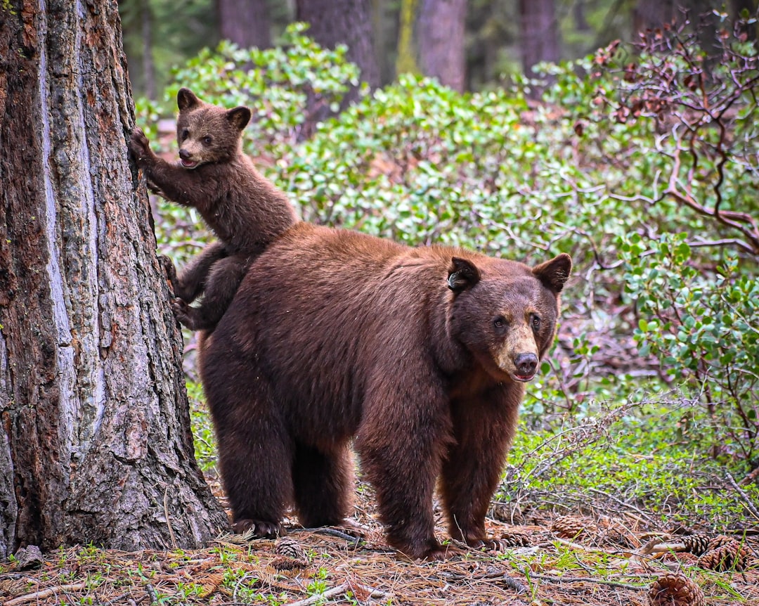 Seasonal Movement of Bears