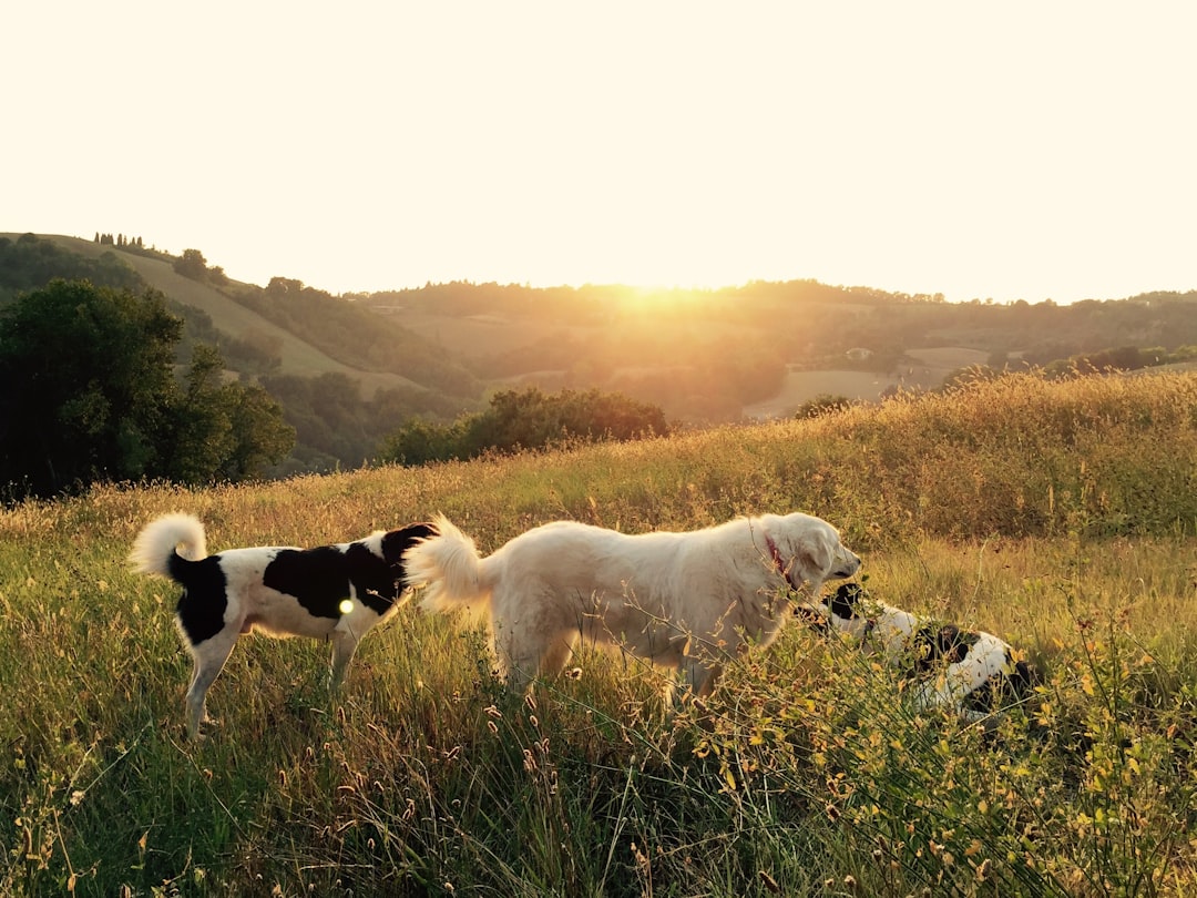 The Rise of Canine Companions