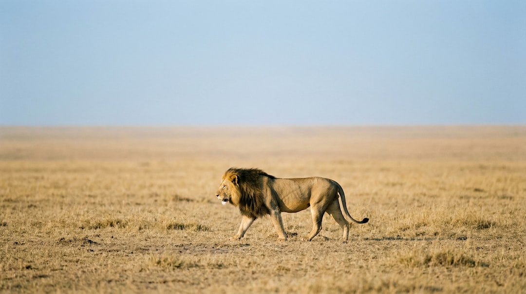 The African Lion Exercise