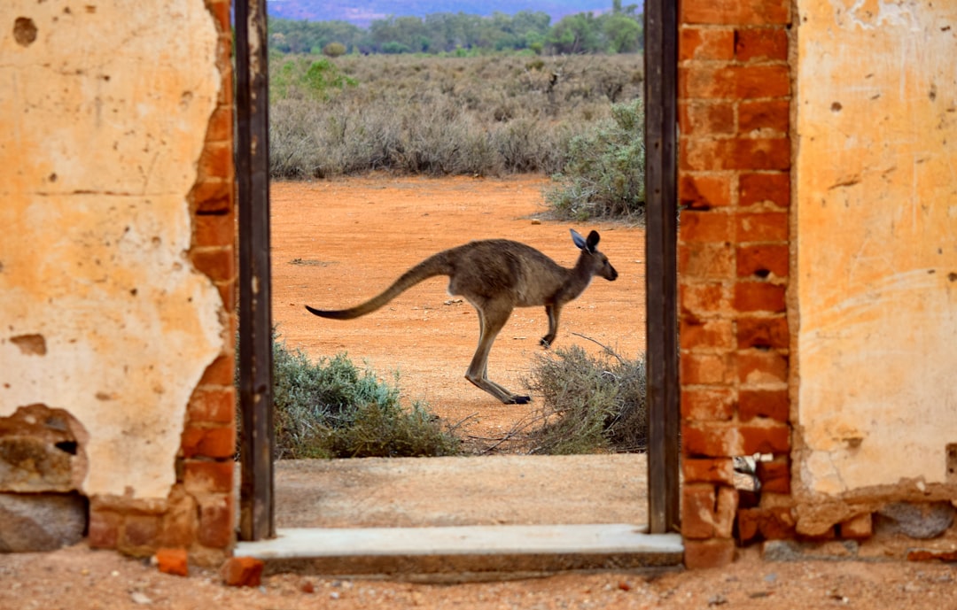 Australia’s Ambitious Entry