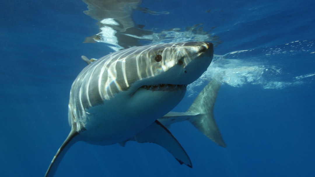 A Year of Increased Shark Encounters
